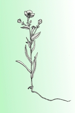 Mentzelia packardiae