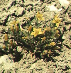 Mentzelia mollis