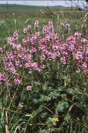 Sidalcea nelsoniana